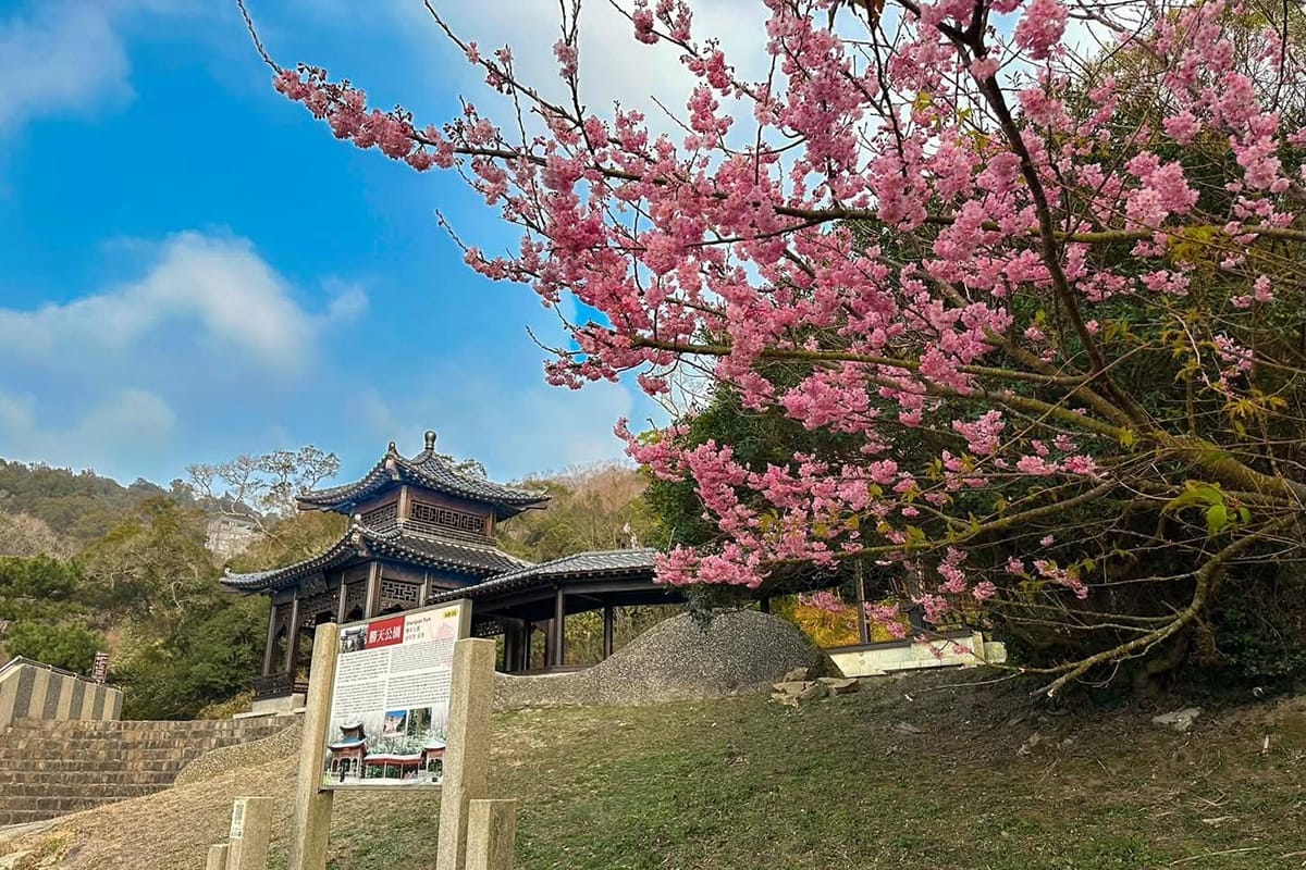 a0305馬祖的櫻花季正式開跑1
