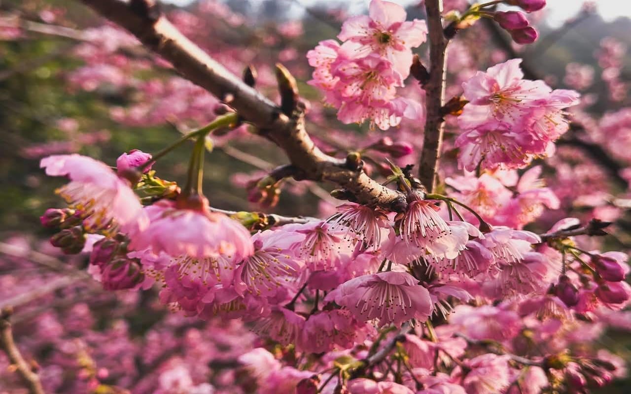 a0305馬祖的櫻花季正式開跑2