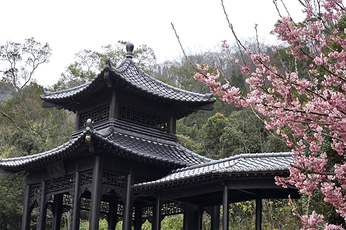 a0305馬祖的櫻花季正式開跑3