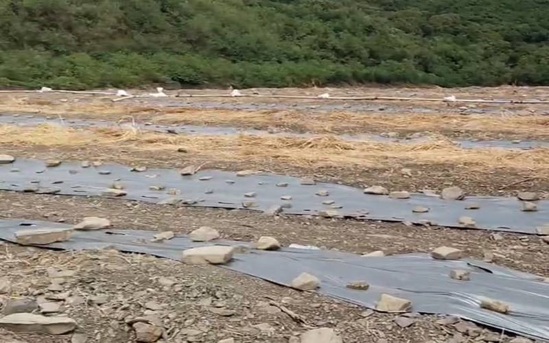 a1020楓港溪河床種西瓜私填土開路8