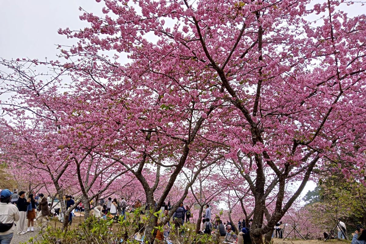 a0131桃源區櫻花季登場4