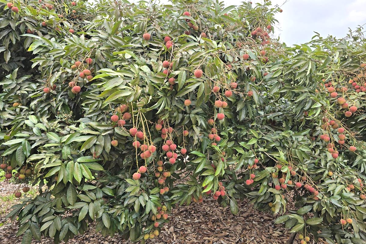 a0514高雄鳳荔活動前新聞稿4