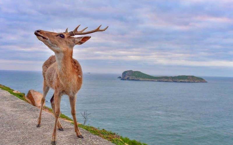 a0605高馬啟航夢想成真新聞稿3