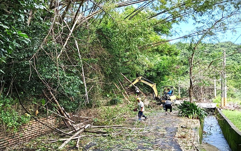 a0814旗山義民巷道被林務局刺竹擋道1