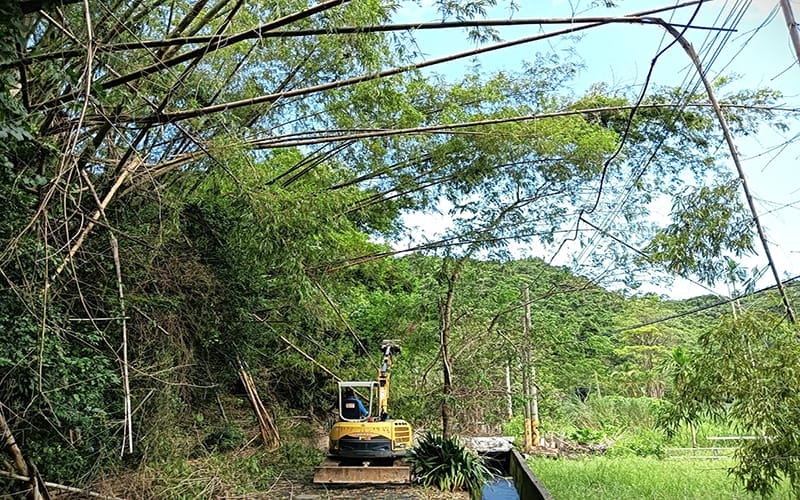 a0814旗山義民巷道被林務局刺竹擋道2