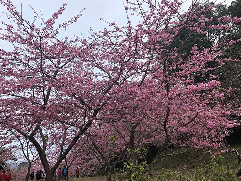 高市0116桃源區公所櫻花季開幕3
