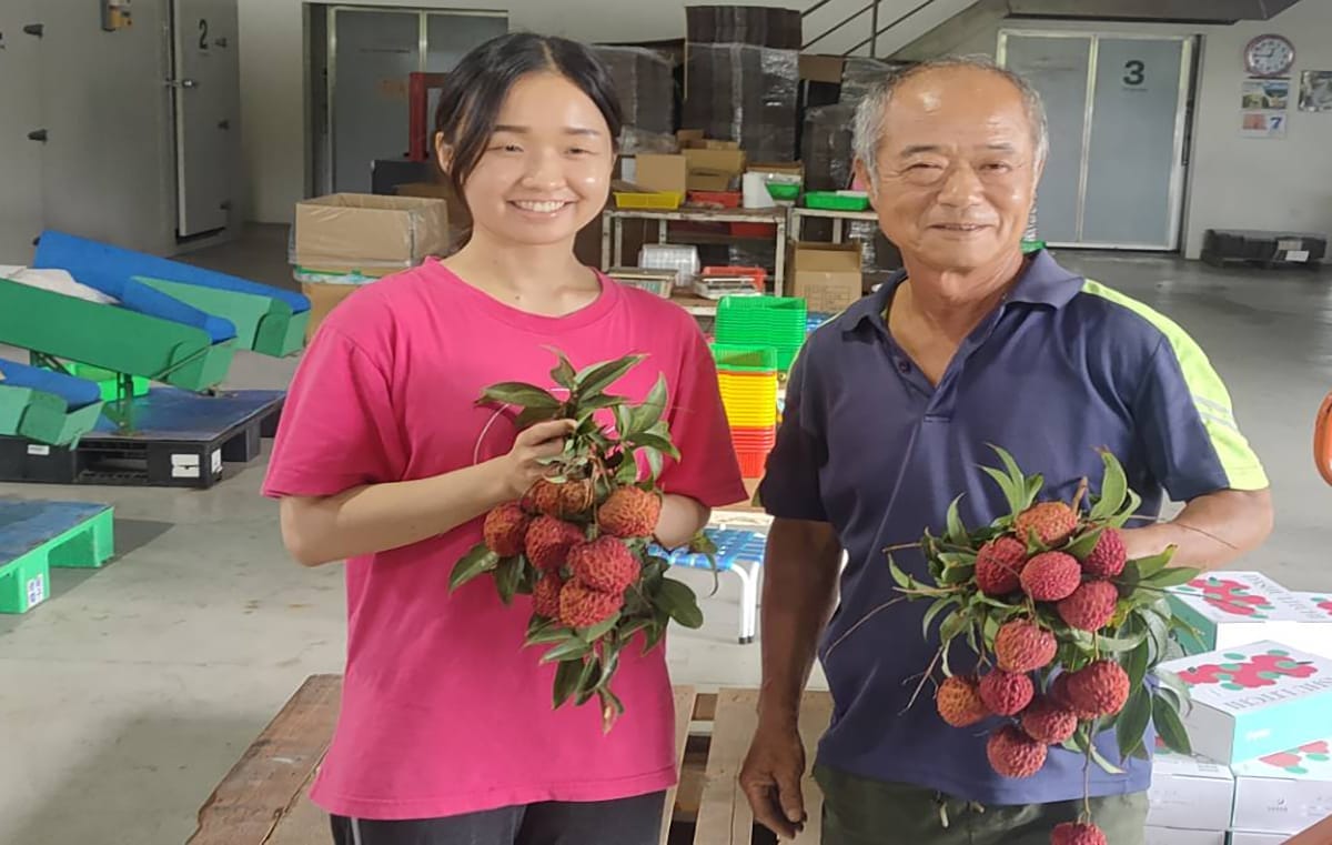 高市0607尤惠璋培育罕見紫娘喜荔枝1